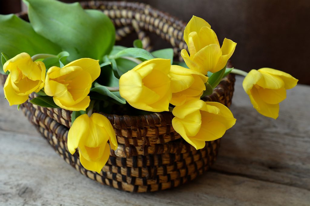 Tulipany – jedne z najbardziej popularnych kwiatów w kwiaciarniach